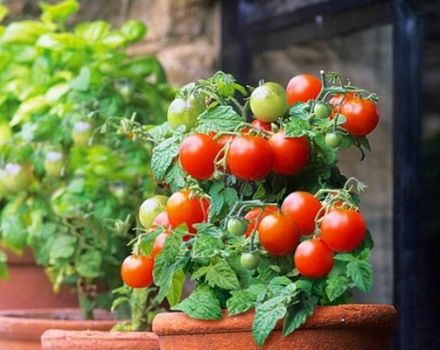 Description de la variété de tomate Red Robin, caractéristiques de culture et d'entretien