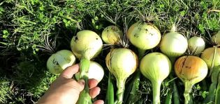 How to properly care for onions in a rainy summer and when to dig them up