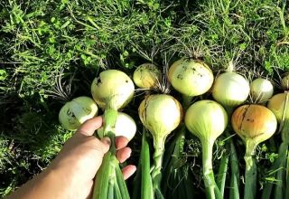 How to properly care for onions in a rainy summer and when to dig them up