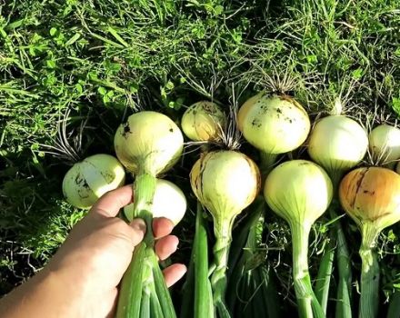 How to properly care for onions in a rainy summer and when to dig them up