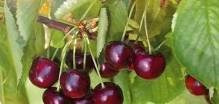 Description of the cherry variety Iput and pollinators, choosing a planting site, growing and care