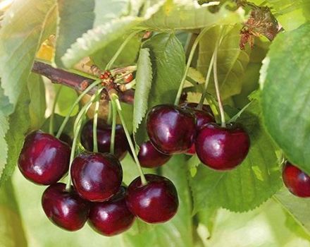 Description of the cherry variety Iput and pollinators, choosing a planting site, growing and care