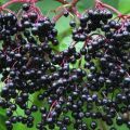 Propriétés médicinales et contre-indications des fruits de sureau noir