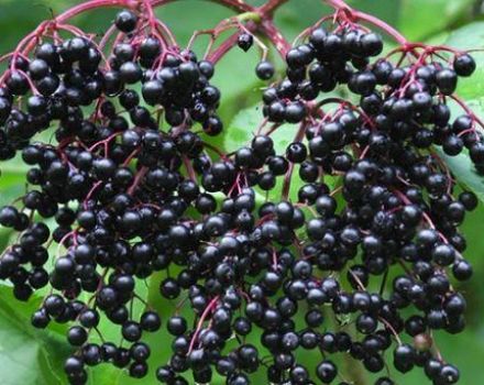 Medicinal properties and contraindications of black elderberry fruits