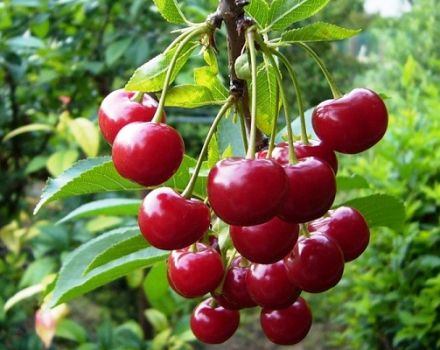 Descripción y características de la variedad de cereza Molodezhnaya, plantación y cuidado, poda y polinizadores.