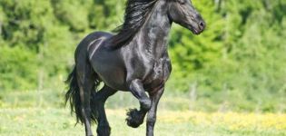 Description and characteristics of Friesian horses, rules of care and how much it costs