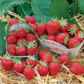 Description of the remontant strawberry variety Mara de Bois, cultivation and reproduction