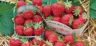 Description of the remontant strawberry variety Mara de Bois, cultivation and reproduction