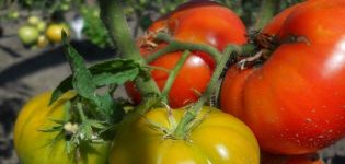 Description of the tomato variety Timofey, its characteristics and productivity