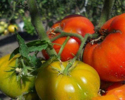 Descripción de la variedad de tomate Timofey, sus características y productividad.