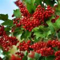 Viburnum varieties and descriptions of varieties, growing regions