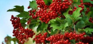 Viburnum varieties and descriptions of varieties, growing regions