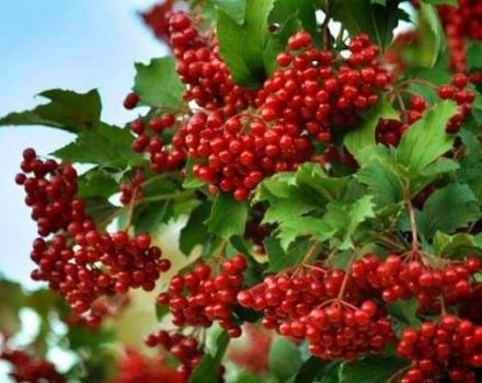 Viburnum varieti dan perihalan varietas, kawasan tumbuh