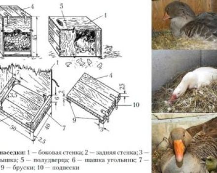 ขนาดและภาพวาดของรังสำหรับ Indooks และวิธีการทำด้วยตัวเอง