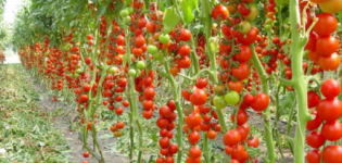 Caractéristiques et description de la variété de tomate Money bag, son rendement