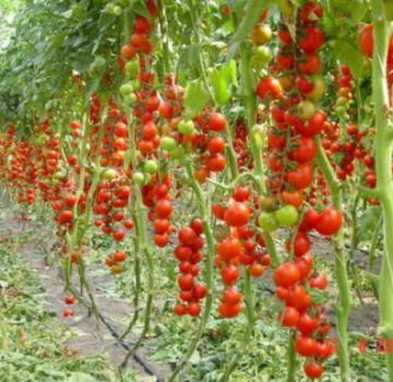 Characteristics and description of the tomato variety Money bag, its yield