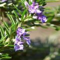 Tumbuhan rosemary tumbuh di kawasan Leningrad di ladang terbuka dan di dalam periuk