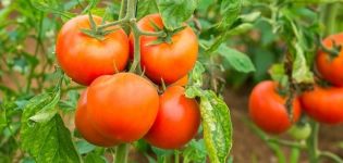 Beschrijving van het tomatenras GS-12 f1, zijn kenmerken en opbrengst