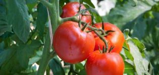 Description of the Samurai tomato variety, features of cultivation and care