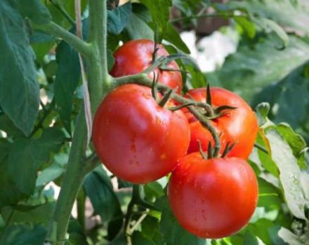 Description de la variété de tomate Samurai, caractéristiques de culture et d'entretien