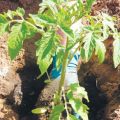 Comment et quand planter des tomates pour les semis à la maison