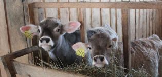 Top 4 effective methods of raising calves at home