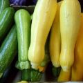 Penerangan mengenai varieti zucchini, penanaman, penanaman dan penjagaan mereka