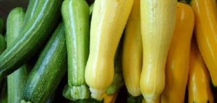 Description des variétés de courgettes, leur culture, plantation et entretien