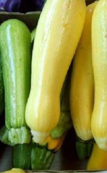 Description des variétés de courgettes, leur culture, plantation et entretien