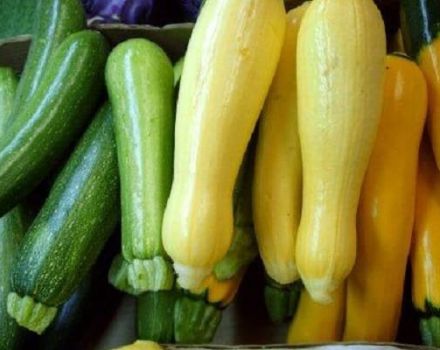 Description des variétés de courgettes de courgettes, leur culture, leur plantation et leurs soins