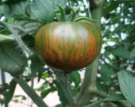 Description de la variété de tomate Gros sanglier rayé, ses caractéristiques et son rendement