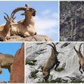 Varieties and names of mountain goats, what they look like and where they live