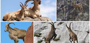 Variétés et noms des chèvres de montagne, à quoi elles ressemblent et où elles vivent