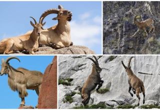 Variedades y nombres de las cabras montesas, cómo son y dónde viven.