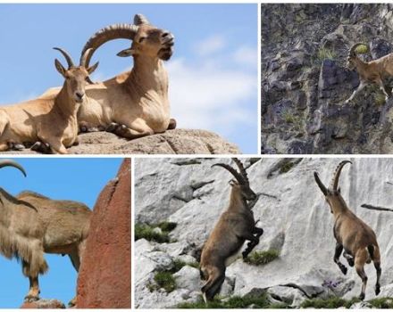 Variétés et noms des chèvres de montagne, à quoi elles ressemblent et où elles vivent