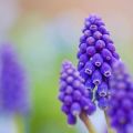 20 mejores tipos de flores perennes para casas de verano sin mantenimiento, grandes y de floración prolongada