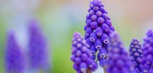 20 bedste typer flerårige blomster til sommerhuse vedligeholdelsesfri, store og langblomstrende