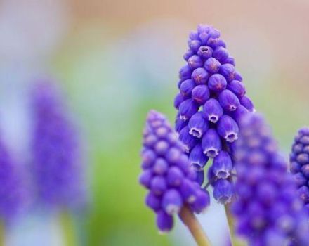 20 meilleurs types de fleurs vivaces pour les chalets d'été sans entretien, grandes et à longue floraison