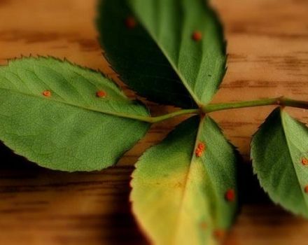 Kaip gydyti rožes nuo rūdžių, liaudies gynimo priemones ir chemikalus