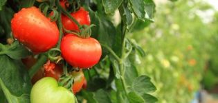 Description et caractéristiques de la variété de tomate Peremoga