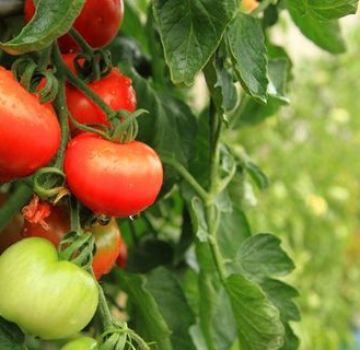 Descripción y características de la variedad de tomate Peremoga