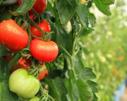 Descripción y características de la variedad de tomate Peremoga