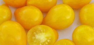 Description of the variety of tomatoes Golden Drop and Bifseller pink f1