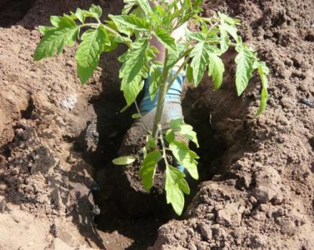 Quand y aura-t-il des jours de plantation favorables pour les tomates en mars 2020