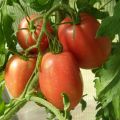 Characteristics and description of the Rio grande tomato variety, its yield