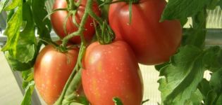 Ciri dan keterangan mengenai varieti tomato Rio grande, hasilnya