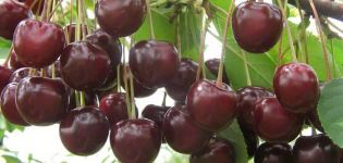 When ripens and how to pick cherries correctly, especially varieties and regions