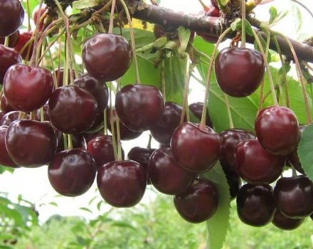 When ripens and how to pick cherries correctly, especially varieties and regions