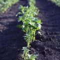 When and how to sprinkle potatoes correctly, why and what is it for?