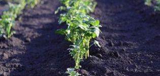 When and how to sprinkle potatoes correctly, why and what is it for?